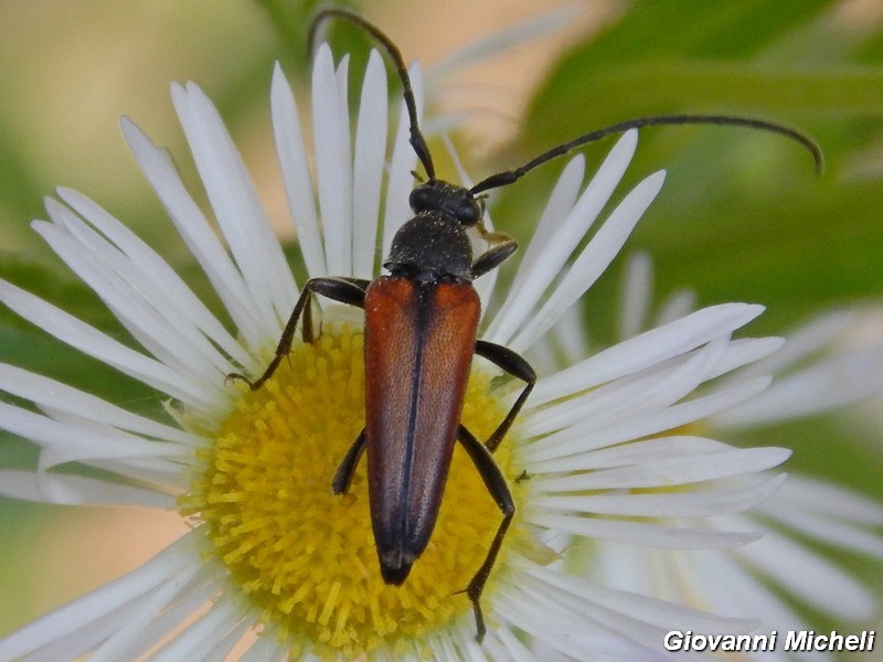 Serie di Cerambycidae del Parco del Ticino